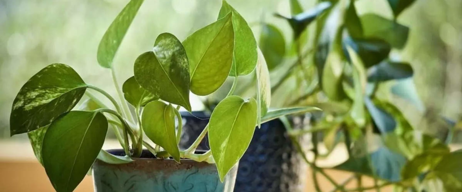 6 Medicinal Plants and Their Remarkable Health Benefits: A Comprehensive Guide to Herbal Remedies