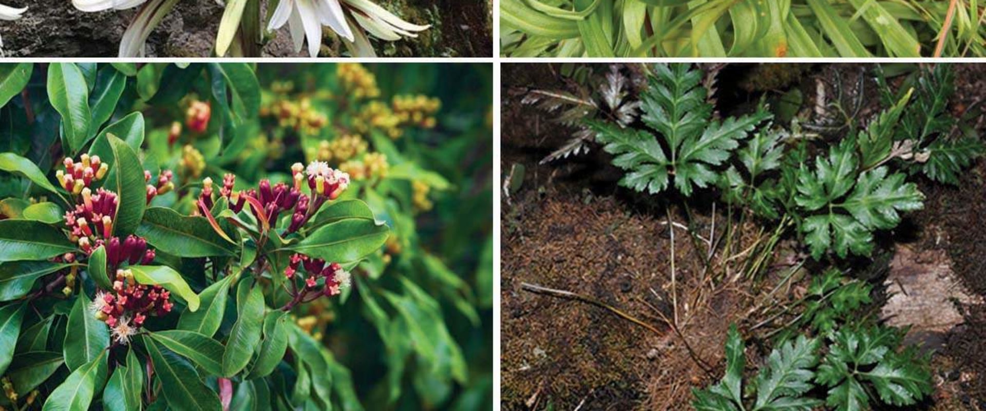 4 Medicinal Plants: Ancient Remedies for Modern Times
