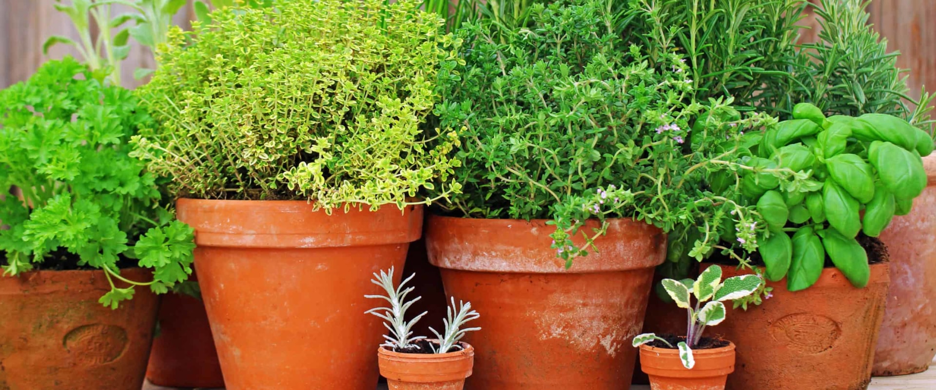 What is the most useful herb to grow?