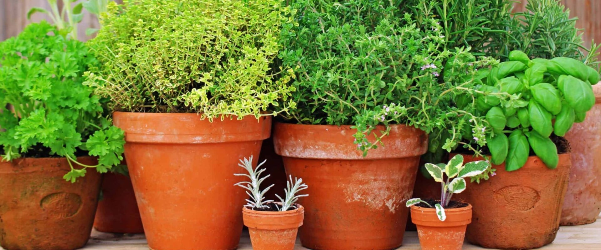 The Most Useful Herbs for Your Garden: A Guide to Herbal Remedies
