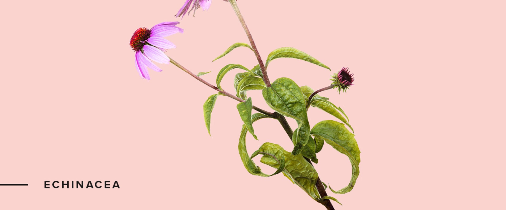 The Most Powerful Herbs in the World: A Comprehensive Guide