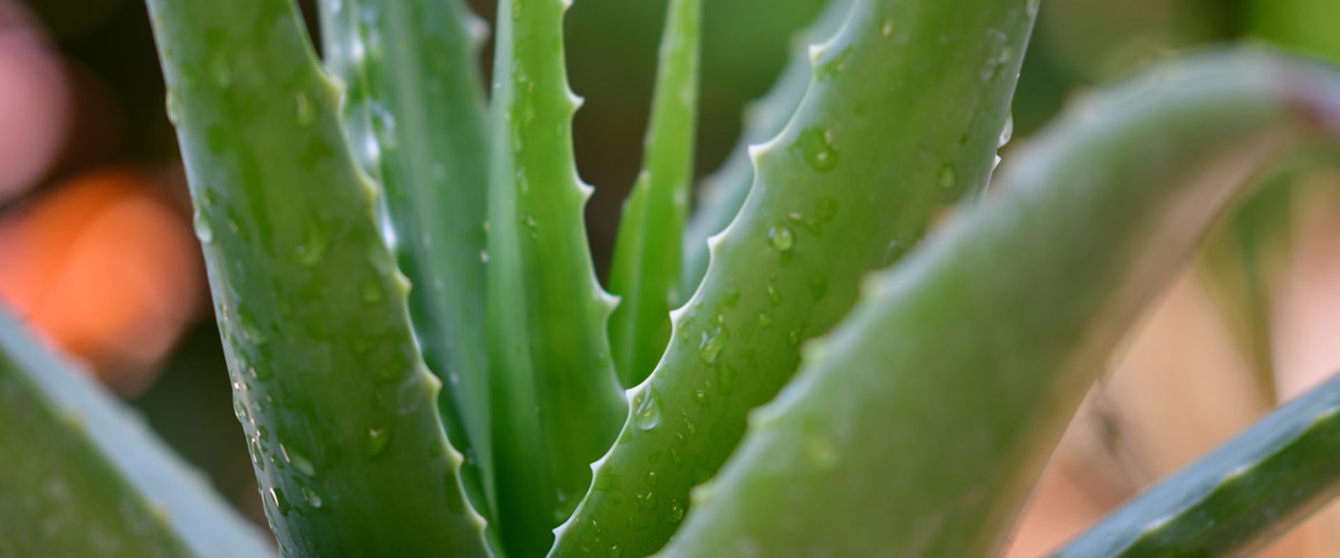 5 Medicinal Plants to Enhance Your Health: Exploring Herbal Remedies