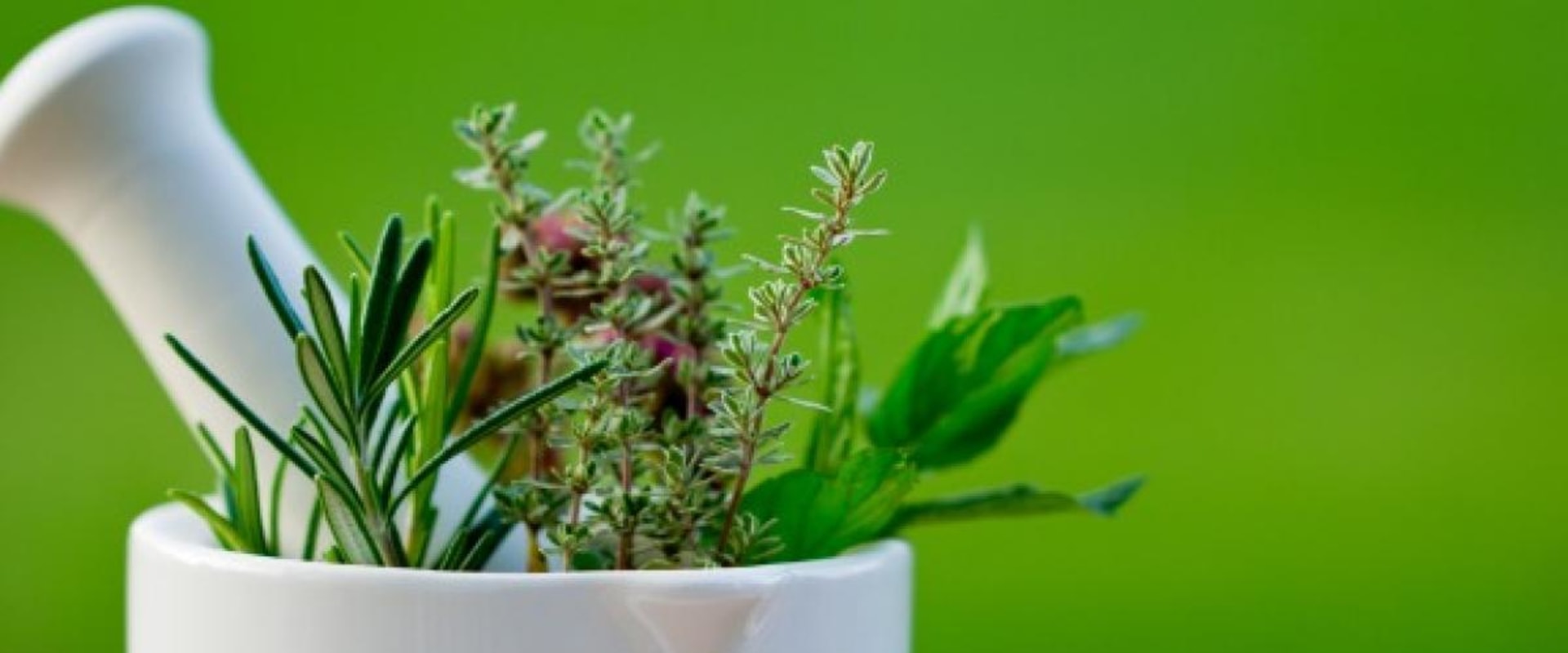 10 Herbs That Heal: A Guide to Common Medicinal Herbs
