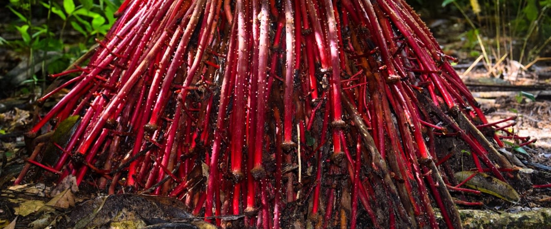 What are the names of the 10 medicinal plants?
