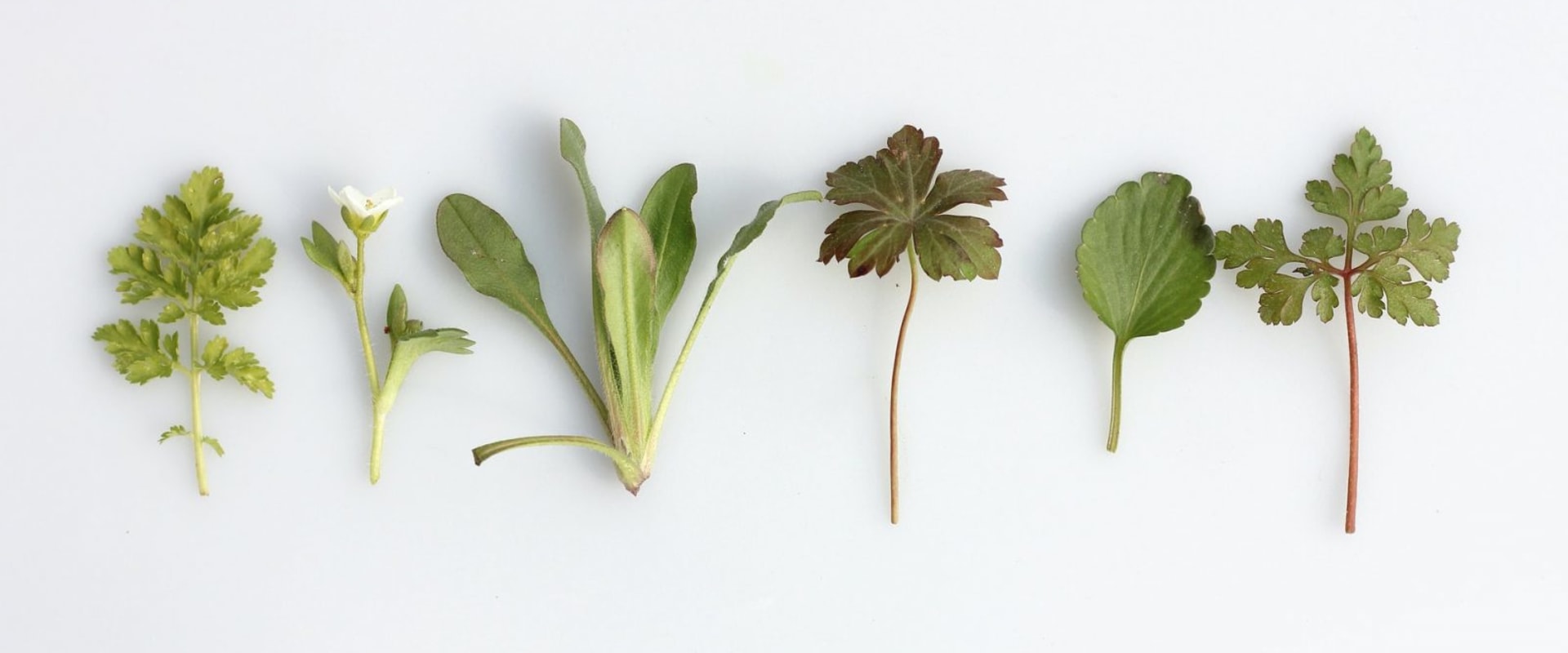 10 Herbs Proven to Have Medicinal Value