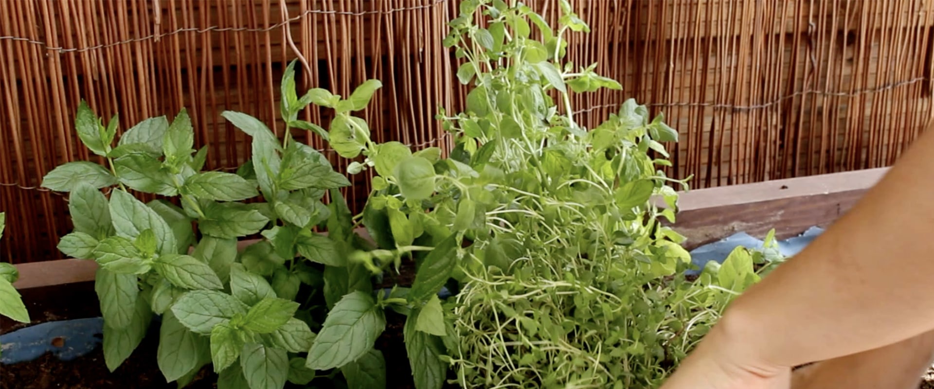The Healing Power of Herbal Remedies: Unlocking Nature's Pharmacy