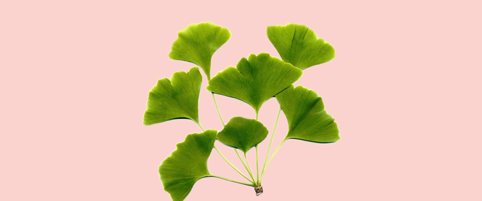 What is the most important herbal medicine?
