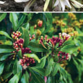 4 Medicinal Plants: Ancient Remedies for Modern Times