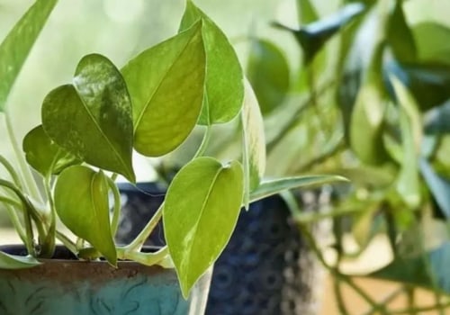 6 Medicinal Plants and Their Remarkable Health Benefits