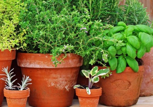 The Most Useful Herbs for Your Garden