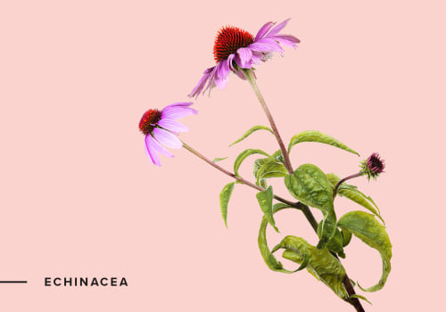 The Most Powerful Herbs on Earth: Turmeric, Gingko, Evening Primrose Oil, Flaxseed, Tea Tree Oil, Echinacea and Ashwagandha
